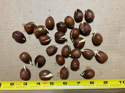 Bogo sprouted red - (25), oak
