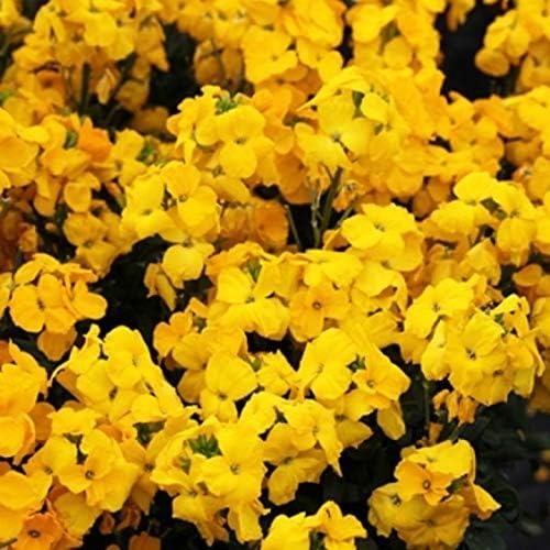 Wallflower sugar rush - wallflower, rush'