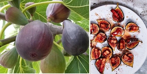 Fig tree seeds - 30+, "brown