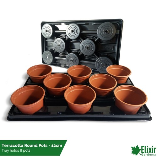 Square round seedling - &,