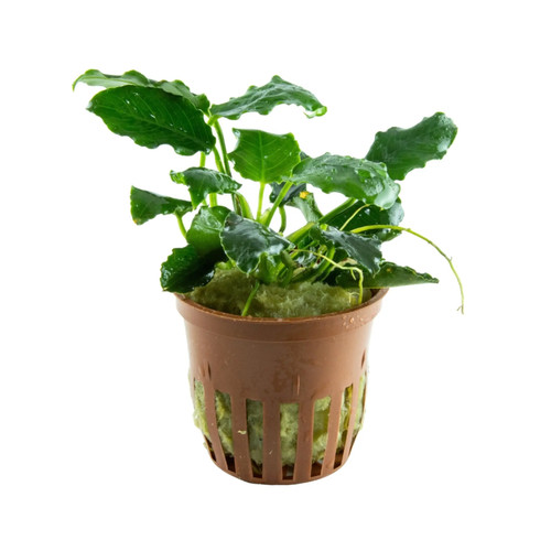 Anubias barteri var - , nana
