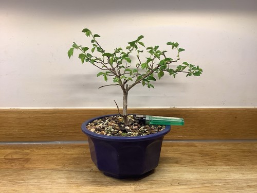 English elm bonsai - elm,