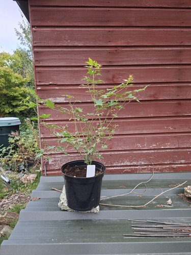 Acer palmatum little - palmatum,