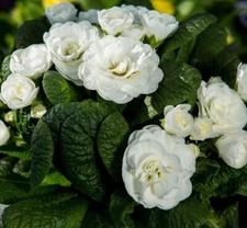 Double Primrose Primula Belarina Vanilla x 3 garden ready plants