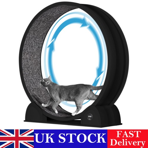 Cat exercise wheel - exercise,
