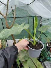 Zantedeschia Hercules  1l Pot