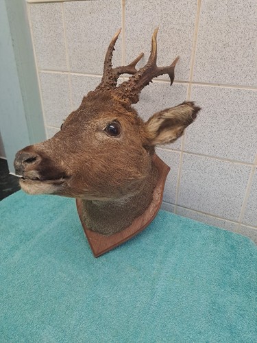 Vintage taxidermy roe deer - vintage,