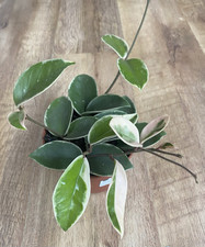 Hoya Krimson Queen | 12cm Pot ~ Houseplants indoor plant ~ Trailing Plant | Var.