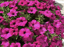 6 Trailing Petunia Surfinia