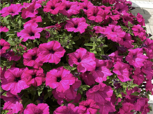 Trailing petunia surfinia - trailing,