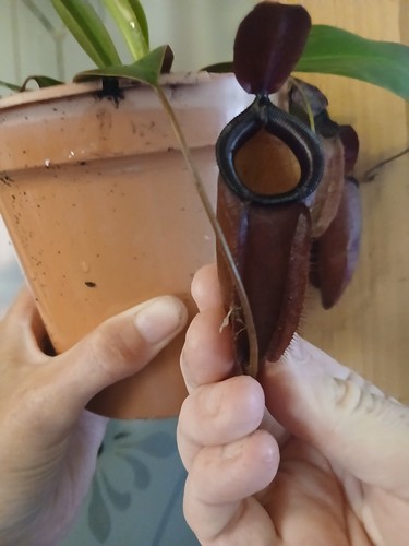 Nepenthes bloody mary - nepenthes,