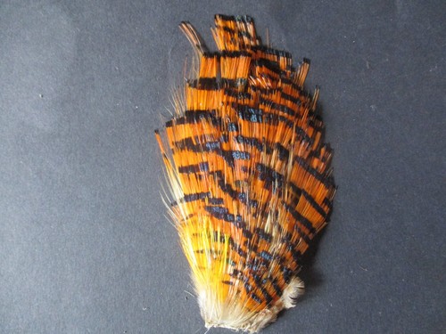 Golden pheasant head collar - pheasant,