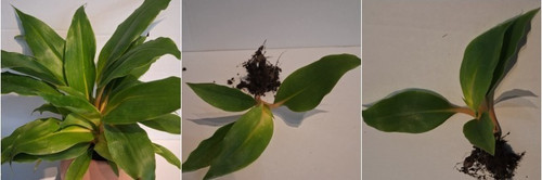 Orange spider plant - orange,