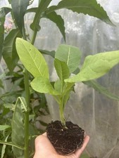 Tobacco Plug Plants X3 -AMBER