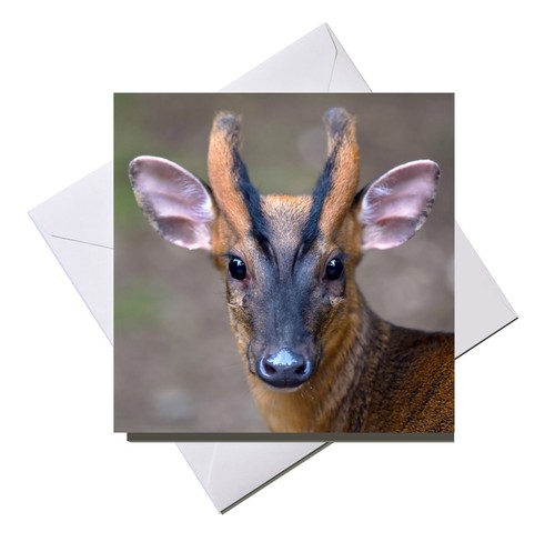 Greeting card blank inside - card,