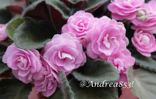 African violet saintpaulia - violet,