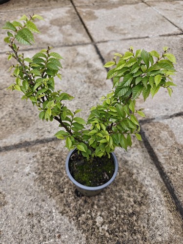 Ulmus hollandica jacqueline - ulmus,