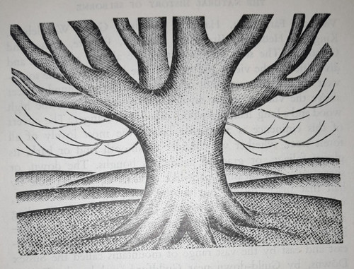 Oldham beech tree print - beech,
