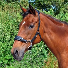 Little S Hackamore Bitless Bridle (Full - Black) [Handcrafted in the UK]