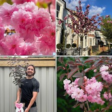 Cherry Blossom Tree Plant