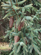 25 -30 BEAUTIFUL SWISS LONG