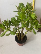 Crassula Ovata Jade Money