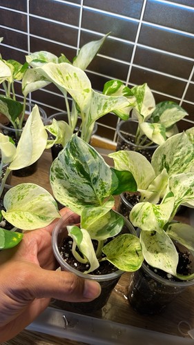 Epipremnum manjula happy leaf - epipremnum,