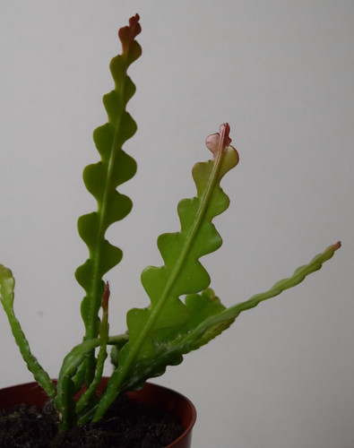 Fishbone cactus epiphyllum - cactus, (epiphyllum