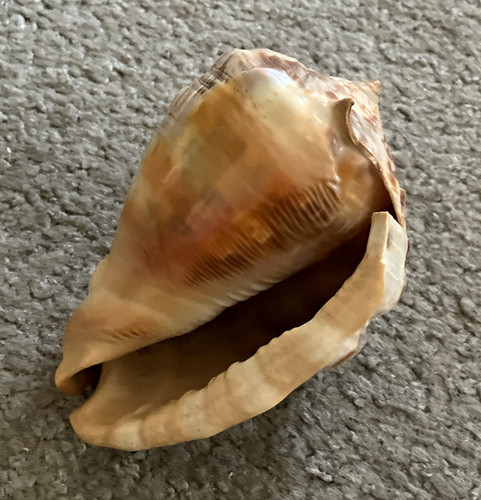 Natural unpolished conch - natural, shell