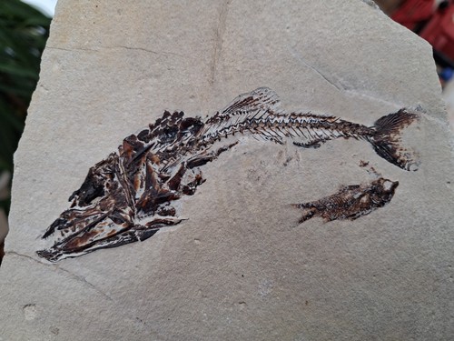Fossil viper fish eurypholis - fossil, (eurypholis
