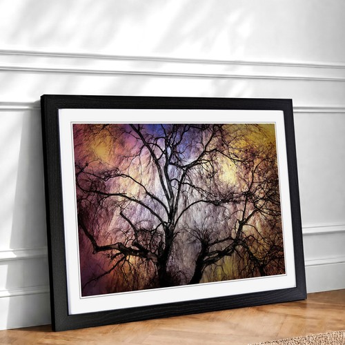Weeping willow tree - willow, in
