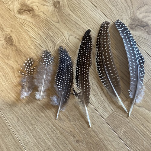 Guinea fowl feathers 6 - guinea,