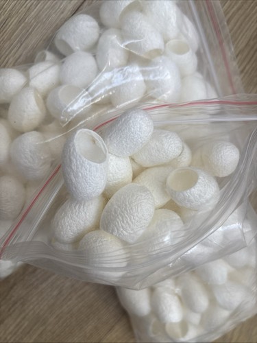 200 silkworm cacoon - x,