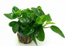 Anubias barteri Nana, pianta viva per acquario di acqua dolce tropicale. Epifita