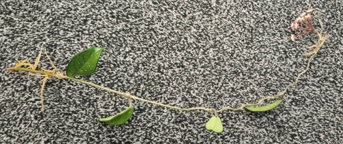 Hoya carnosa wax - hoya,