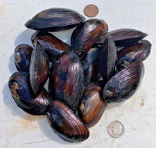 7 Dwarf Wedgemussel Freshwater