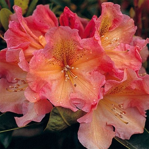 Rhododendron hybrid olga - rhododendron,