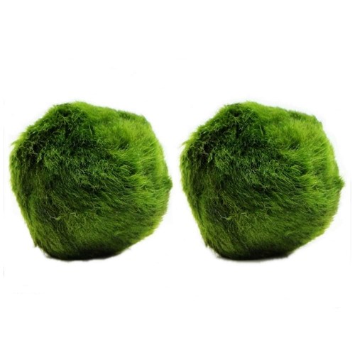 K2aqua large marimo - 2,