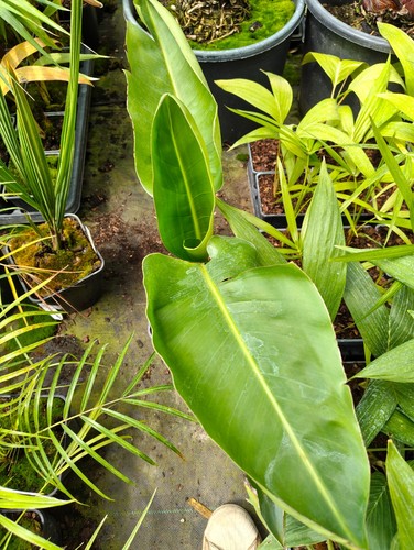 Strelitzia nicolai 14 cm - strelitzia,
