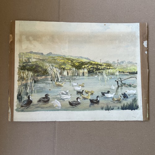 Water scene with ducks - scene,