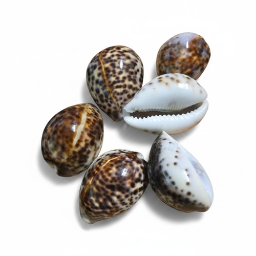 Tiger cowrie sea shells 7cm - cowrie,