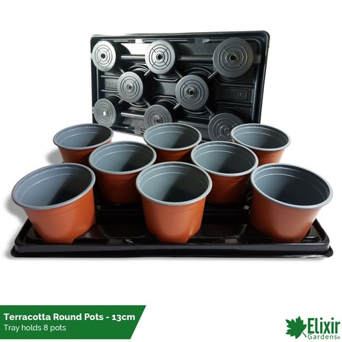 Square round seedling - seedling, &