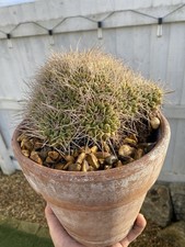 Huge Mammillaria decipiens
