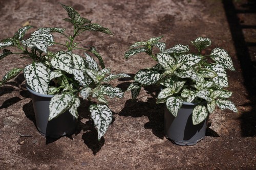 Two white polka dot plants - white,