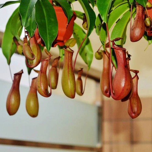 Nepenthes truncata very rare - ~,