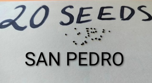 Sacred cactus seeds - sacred,