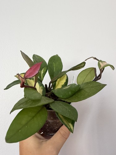 Hoya carnosa tricolour - hoya,
