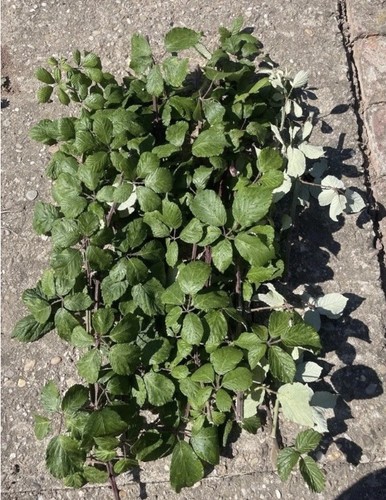 15x freshly cut brambles - freshly, stick