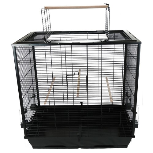 Premium cockatiel bird - premium, budgie
