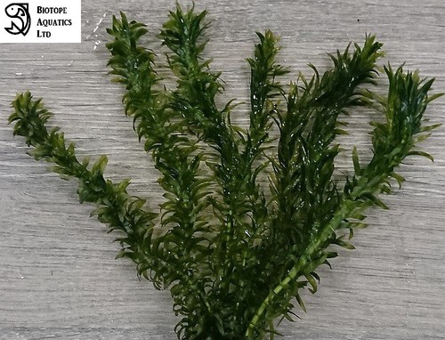 Bunched leaded elodea densa - densa,